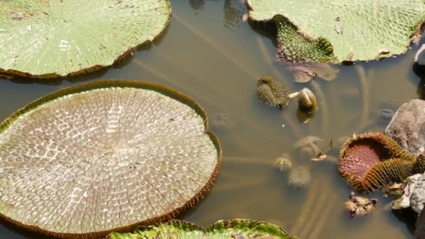 Floating water lilies in pond. From above of green leaves floating in tranquil water. symbol of buddhist religion on sunny day. Huge Lotus pads in calm pond floating on surface of muddy water. — Stock Video