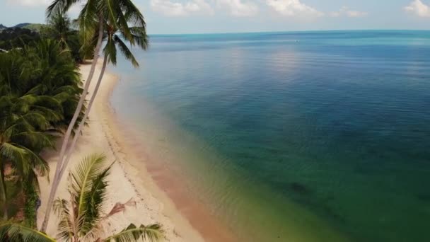 푸른 바다 근처 해변의 팜스. 휴양지에 있는 맑고 푸른 바다 모래가 많은 해변에서 자라는 열 대의 야자수 — 비디오