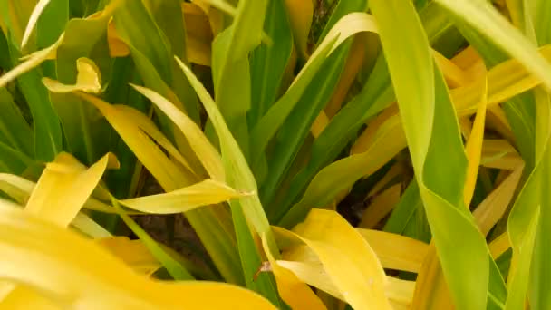 Follaje amarillo verde abigarrado. Largas hojas de plantas tropicales amarillas verdes en el jardín. Fondo exótico tropical natural. — Vídeos de Stock