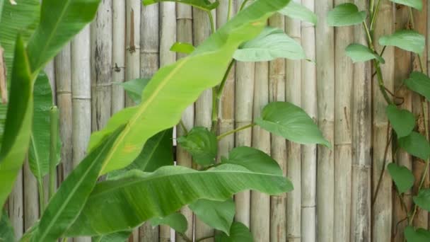 Банановые листья на фоне стены. Тропические зеленые листья банана на потрепанном деревянном фоне бамбуковой стены — стоковое видео
