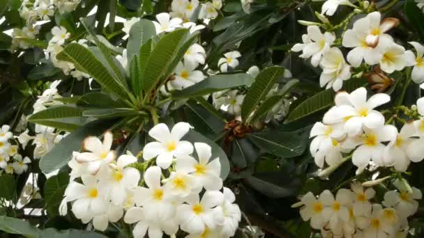 Sok egzotikus fehér virág. Virágzó Frangipani Plumeria Leelawadee készlet fehér trópusi virágok zöld fa. Természetes trópusi egzotikus háttér — Stock videók