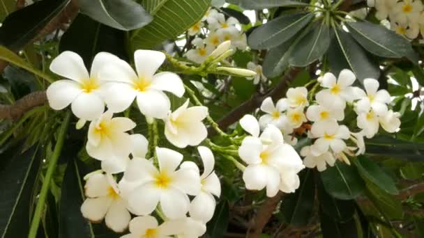 Muchas flores blancas exóticas. Flor Frangipani Plumeria Leelawadee conjunto de flores tropicales blancas en árbol verde. Fondo exótico tropical natural — Vídeos de Stock