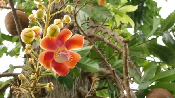 Flores exóticas e árvore. Perigoso grande e poderoso verde árvore tropical canhão salalanga florescendo belas flores ternas cor de laranja rosa. Fundo exótico tropical natural — Vídeo de Stock