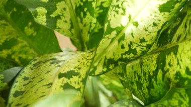 Muz yaprağı duvarı. Büyük tropikal yeşil muz ağacı yaprakları. Doğal tropikal arka plan