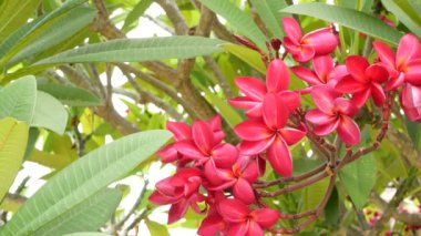 Bir sürü egzotik pembe çiçek. Çiçekli Frangipani Plumeria Leelawadee seti yeşil ağaçta beyaz tropik çiçekler. Doğal tropikal arka plan