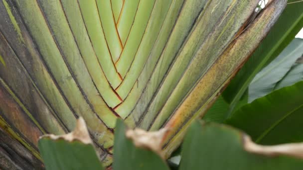 Large palm tree leaf. Textured large palm tree green tropical plant with crossing leaves — Stock Video