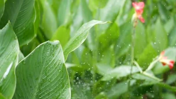 A água cai regando flores. Gotas de água irrigam folhagem tropical verde com flores — Vídeo de Stock