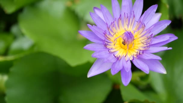 Плавающие водяные лилии в пруду. Сверху зеленые листья с фиолетовыми цветами лилии, плавающие в спокойной воде. символ буддийской религии в солнечный день. Цветочный фон. — стоковое видео