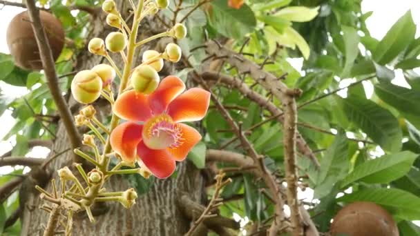 Egzotyczne kwiaty i drzewo. Niebezpieczne duże zielone tropikalne drzewo armatnie salalanga kwitnące piękne pomarańczowy różowy przetargu kwiaty. Naturalne tropikalne egzotyczne tło — Wideo stockowe