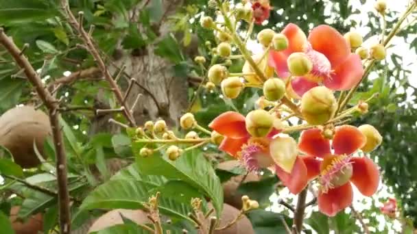 Flores y árboles exóticos. Peligroso gran poderoso árbol tropical verde bala de cañón salalanga floreciendo hermosas flores de color rosa anaranjado tierno. Fondo exótico tropical natural — Vídeos de Stock