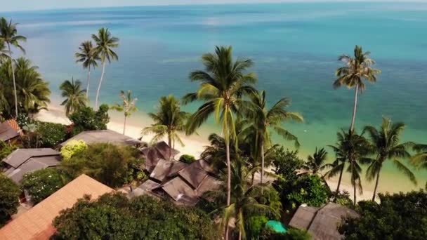 Palmiyeler mavi deniz kıyısında. Tatil köyündeki temiz mavi denizin kumlu sahillerinde büyüyen tropikal hindistan cevizi palmiyelerinin drone görüntüsü — Stok video