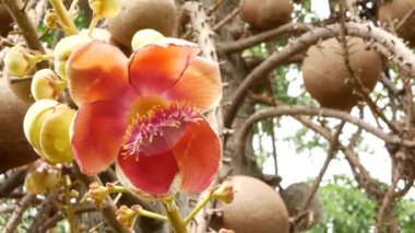 Egzotik çiçekler ve ağaç. Tehlikeli, büyük, güçlü, yeşil, tropikal, gülle güllesi salalanga çiçekleri açan güzel, turuncu, taze çiçekler. Doğal tropikal arka plan