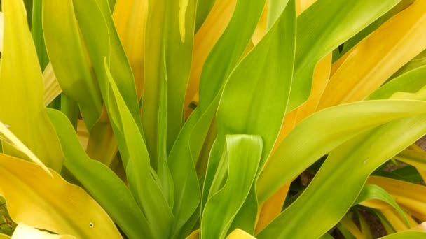 Follaje amarillo verde abigarrado. Largas hojas de plantas tropicales amarillas verdes en el jardín. Fondo exótico tropical natural. — Vídeo de stock