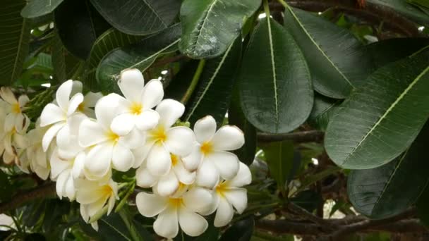 Muchas flores blancas exóticas. Flor Frangipani Plumeria Leelawadee conjunto de flores tropicales blancas en árbol verde. Fondo exótico tropical natural — Vídeo de stock