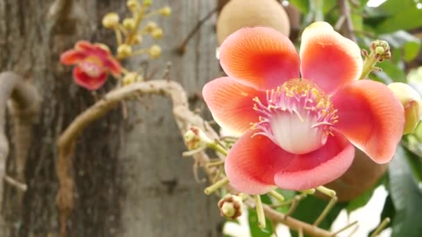 Exotische bloemen en bomen. Gevaarlijk grote krachtige groene tropische boom kanonskogel salalanga bloeien mooie oranje roze tedere bloemen. Natuurlijke tropische exotische achtergrond — Stockvideo