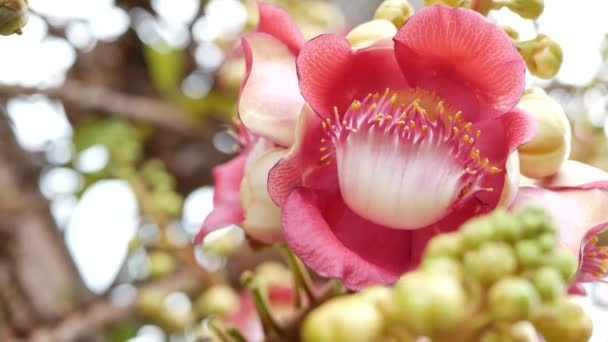 Exotische Blumen und Bäume. Gefährliche große mächtige grüne tropische Baumkanonenkugel Salalanga blüht schöne orange rosa zarte Blüten. Natürliche tropische exotische Hintergrund — Stockvideo