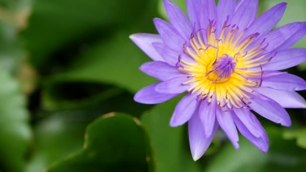 Schwimmende Seerosen im Teich. Von oben grüne Blätter mit violetten Seerosenblüten, die im ruhigen Wasser treiben. Symbol der buddhistischen Religion an sonnigen Tagen. Floraler Hintergrund. — Stockvideo