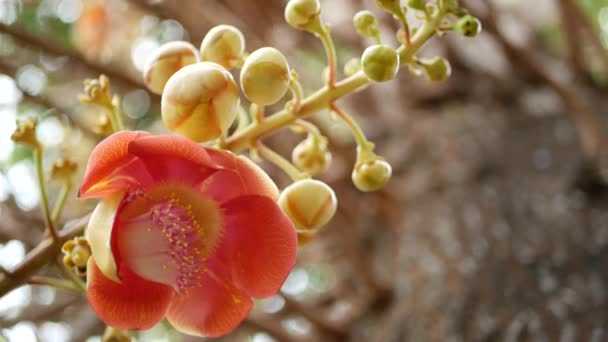 परदेशी फुले आणि झाड. धोकादायक मोठ्या शक्तिशाली हिरव्या उष्णकटिबंधीय झाडाच्या तोफबॉल सललांग सुंदर नारंगी गुलाबी निविदा फुलांना फुलवतात. नैसर्गिक उष्णकटिबंधीय विदेशी पार्श्वभूमी — स्टॉक व्हिडिओ
