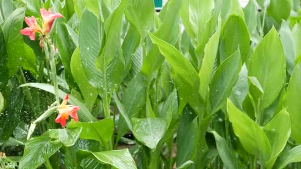 Wassertropfen gießen Blumen. Wassertropfen bewässern grünes tropisches Laub mit Blüten — Stockvideo