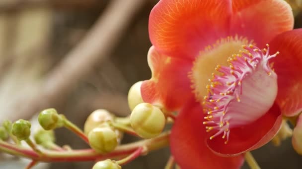 Εξωτικά λουλούδια και δέντρο. Επικίνδυνα μεγάλα ισχυρά πράσινα τροπικά δέντρα cannonball salalanga ανθίζοντας όμορφα πορτοκαλί ροζ τρυφερά λουλούδια. Φυσικό τροπικό εξωτικό φόντο — Αρχείο Βίντεο