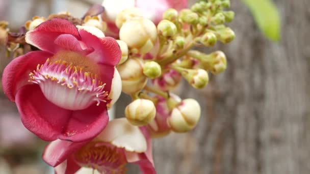 Flores exóticas e árvore. Perigoso grande e poderoso verde árvore tropical canhão salalanga florescendo belas flores ternas cor de laranja rosa. Fundo exótico tropical natural — Vídeo de Stock