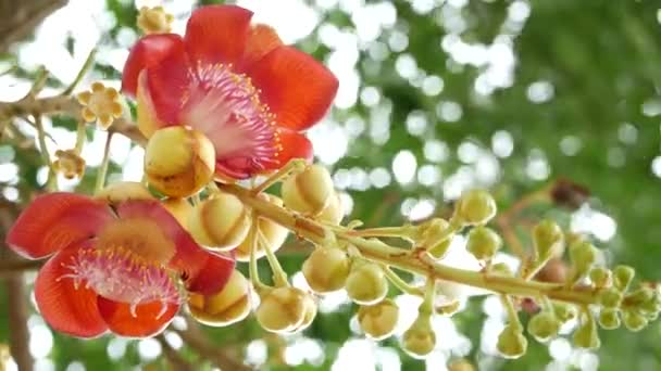 Egzotikus virágok és fa. Veszélyes nagy erős zöld trópusi fa ágyúgolyó salalanga virágzó gyönyörű narancs rózsaszín érzékeny virágok. Természetes trópusi egzotikus háttér — Stock videók