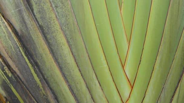 Large palm tree leaf. Textured large palm tree green tropical plant with crossing leaves — Stock Video