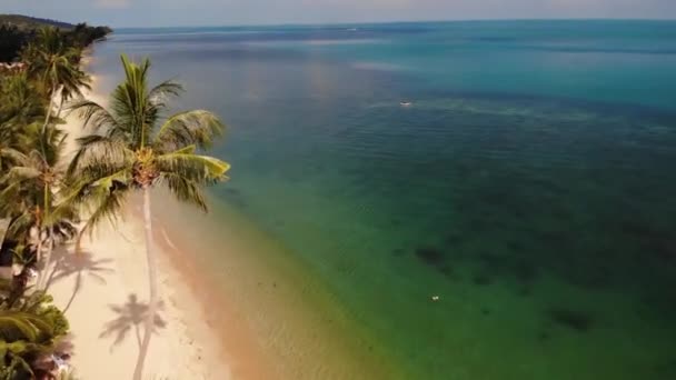 Palmiers sur la plage près de la mer bleue. Vue par drone des cocotiers tropicaux poussant sur le rivage sablonneux de la mer bleue propre en station balnéaire — Video