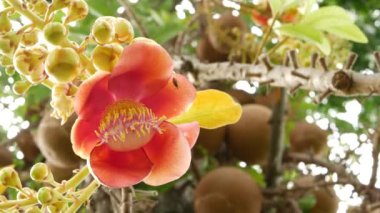 Egzotik çiçekler ve ağaç. Tehlikeli, büyük, güçlü, yeşil, tropikal, gülle güllesi salalanga çiçekleri açan güzel, turuncu, taze çiçekler. Doğal tropikal arka plan