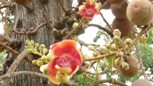 Flores exóticas e árvore. Perigoso grande e poderoso verde árvore tropical canhão salalanga florescendo belas flores ternas cor de laranja rosa. Fundo exótico tropical natural — Vídeo de Stock