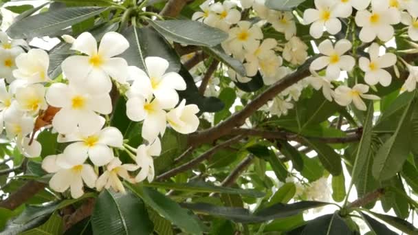 Many exotic white flowers. Blooming Frangipani Plumeria Leelawadee set of white tropical flowers on green tree. Natural tropical exotic background — Stock Video