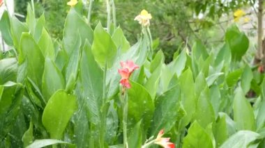 Su damlaları çiçekleri suluyor. Su damlaları yeşil tropikal yaprakları çiçeklerle suluyor. Tropikal kuşlar su damlacıklarıyla tüyleri temizler.