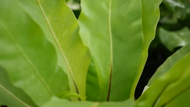 Ormanda parlak sulu egzotik Tropikal yeşillikler. Seçici odak doğal organik arka plan, alışılmadık bitki yaprakları. Sakin rahatlatıcı vahşi cennet yağmur ormanları soyut taze yaprakları doku, bokeh. — Stok video
