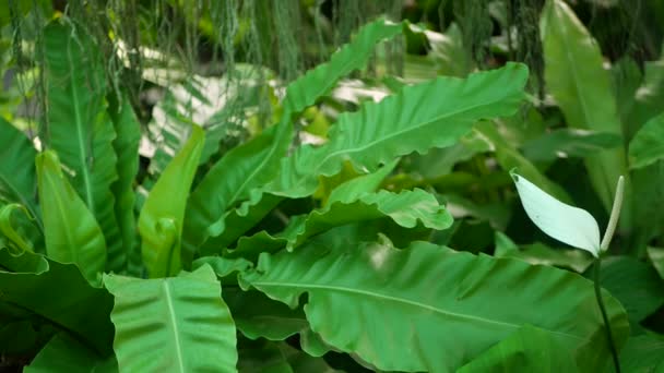 Fényes szaftos egzotikus trópusi növényzet a dzsungelben. Szelektív összpontosít természetes szerves háttér, szokatlan növény lombozat. Nyugodt pihentető vadon élő paradicsom esőerdő absztrakt friss levelek textúra, bokeh. — Stock videók