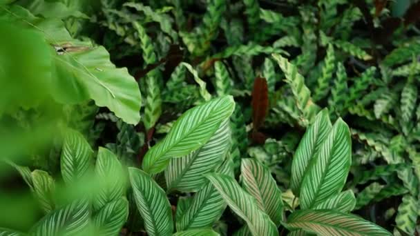 Яркая сочная экзотическая тропическая растительность в джунглях. Селективный фокус натуральный органический фон, необычная растительная листва. Спокойный расслабляющий дикий рай тропических лесов абстрактные свежие листья текстуры, bokeh . — стоковое видео