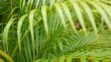 Ormanda parlak sulu egzotik Tropikal yeşillikler. Seçici odak doğal organik arka plan, alışılmadık bitki yaprakları. Sakin rahatlatıcı vahşi cennet yağmur ormanları soyut taze yaprakları doku, bokeh.