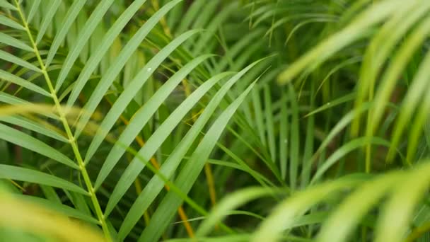 Bright juicy exotic tropical greenery in jungle. Selective focus natural organic background, unusual plant foliage. Calm relaxing wild paradise rainforest abstract fresh leaves texture, bokeh. — Stock Video