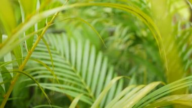 Ormanda parlak sulu egzotik Tropikal yeşillikler. Seçici odak doğal organik arka plan, alışılmadık bitki yaprakları. Sakin rahatlatıcı vahşi cennet yağmur ormanları soyut taze yaprakları doku, bokeh.