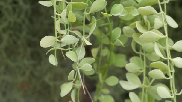 Jasna soczysta egzotyczna tropikalna zieleń w dżungli. Selektywne Focus Naturalne organiczne tło, niezwykłe rośliny liści. Spokojny relaksujący dziki raj Rainforest streszczenie świeżych liści tekstury, bokeh. — Wideo stockowe