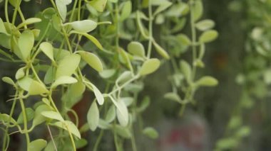 Ormanda parlak sulu egzotik Tropikal yeşillikler. Seçici odak doğal organik arka plan, alışılmadık bitki yaprakları. Sakin rahatlatıcı vahşi cennet yağmur ormanları soyut taze yaprakları doku, bokeh.