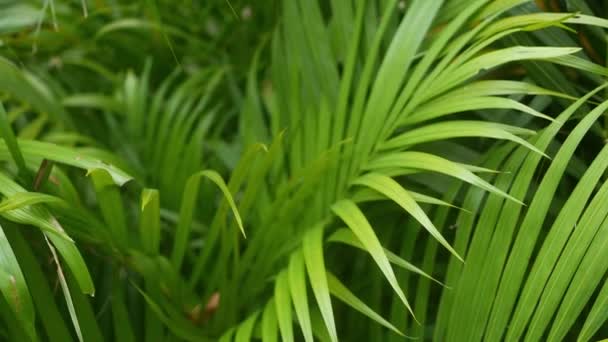 Helles exotisches tropisches Grün im Dschungel. Selektive Fokussierung natürlichen organischen Hintergrund, ungewöhnliche Pflanzenblätter. Ruhe entspannende wilde Paradies Regenwald abstrakte frische Blätter Textur, Bokeh. — Stockvideo