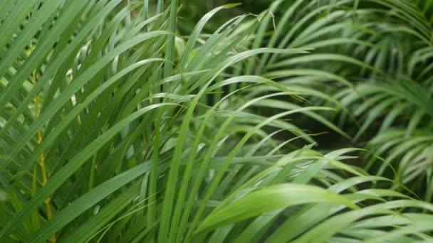 Helles exotisches tropisches Grün im Dschungel. Selektive Fokussierung natürlichen organischen Hintergrund, ungewöhnliche Pflanzenblätter. Ruhe entspannende wilde Paradies Regenwald abstrakte frische Blätter Textur, Bokeh. — Stockvideo