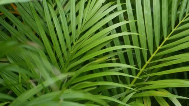 Fényes szaftos egzotikus trópusi növényzet a dzsungelben. Szelektív összpontosít természetes szerves háttér, szokatlan növény lombozat. Nyugodt pihentető vadon élő paradicsom esőerdő absztrakt friss levelek textúra, bokeh. — Stock videók