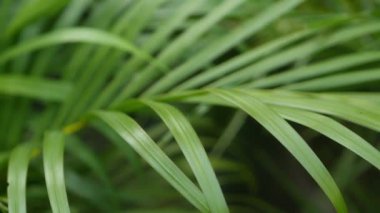 Ormanda parlak sulu egzotik Tropikal yeşillikler. Seçici odak doğal organik arka plan, alışılmadık bitki yaprakları. Sakin rahatlatıcı vahşi cennet yağmur ormanları soyut taze yaprakları doku, bokeh.