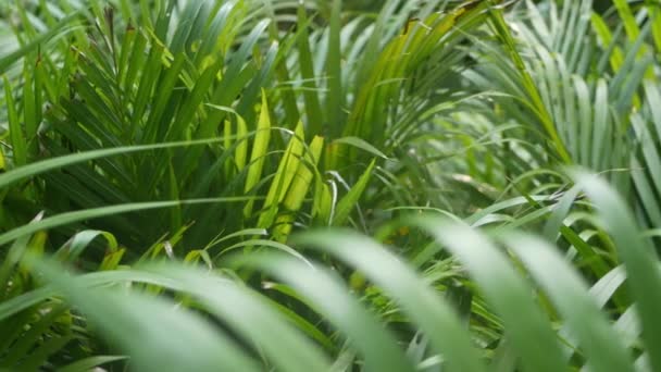 Bright juicy exotic tropical greenery in jungle. Selective focus natural organic background, unusual plant foliage. Calm relaxing wild paradise rainforest abstract fresh leaves texture, bokeh. — Stock Video