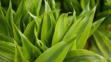 Ormanda parlak sulu egzotik Tropikal yeşillikler. Seçici odak doğal organik arka plan, alışılmadık bitki yaprakları. Sakin rahatlatıcı vahşi cennet yağmur ormanları soyut taze yaprakları doku, bokeh.