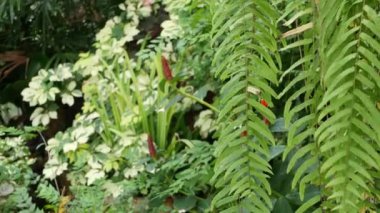 Ormanda parlak sulu egzotik Tropikal yeşillikler. Seçici odak doğal organik arka plan, alışılmadık bitki yaprakları. Sakin rahatlatıcı vahşi cennet yağmur ormanları soyut taze yaprakları doku, bokeh.