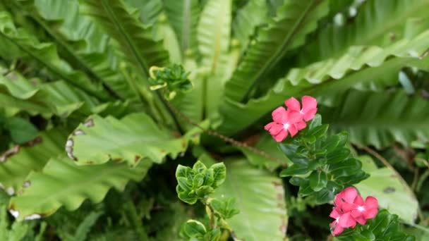 Bright juicy exotic tropical greenery in jungle. Selective focus natural organic background, unusual plant foliage. Calm relaxing wild paradise rainforest abstract fresh leaves texture, bokeh. — Stock Video