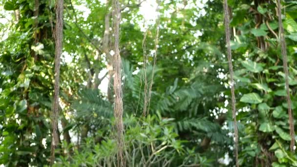 Fern madarak fészkelnek Banyan-on. Fényes páfránymadarak fészkelnek nagy zöld levelekkel, amik Banyanban nőnek fel. Különböző trópusi növények nőnek dzsungel esőerdőben a napsütéses napon a természetben — Stock videók