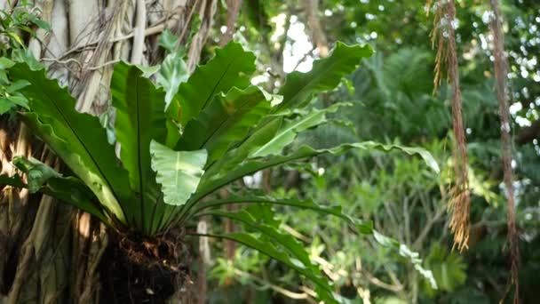 Fern madarak fészkelnek Banyan-on. Fényes páfránymadarak fészkelnek nagy zöld levelekkel, amik Banyanban nőnek fel. Különböző trópusi növények nőnek dzsungel esőerdőben a napsütéses napon a természetben — Stock videók